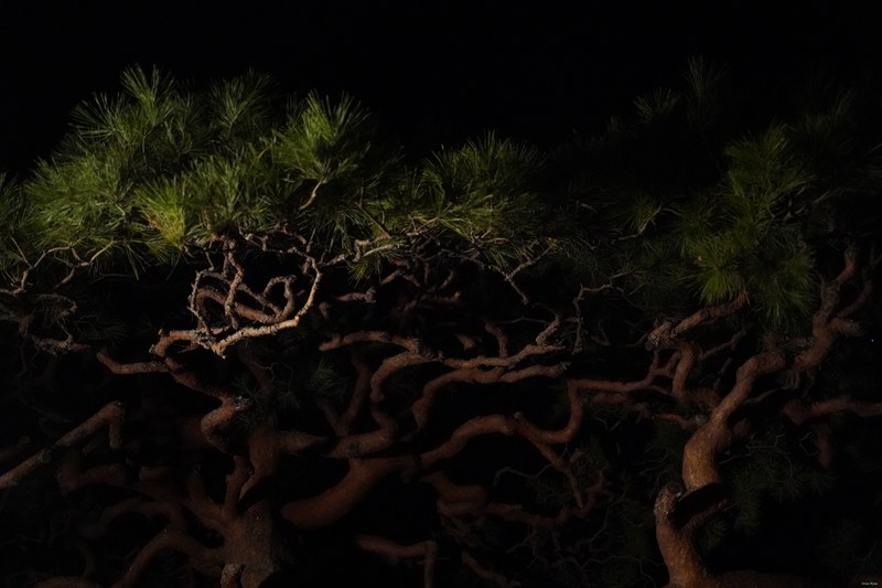 Kyoto - Night Views Of Yasaka Pagoda - SA701160.nice