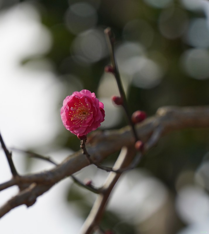 Kyoto - Ninnaji Temple - SA701476.ok.editted