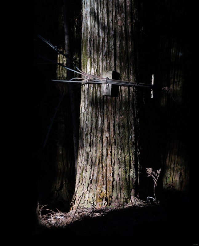 Nikko Temples - Futarasan-jinja Shrine And Takinoo Birth-and-marriage Shrine - SA700805.editted