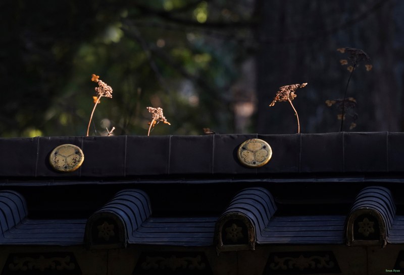 Nikko Temples - Futarasan-jinja Shrine And Takinoo Birth-and-marriage Shrine - SA700825.editted