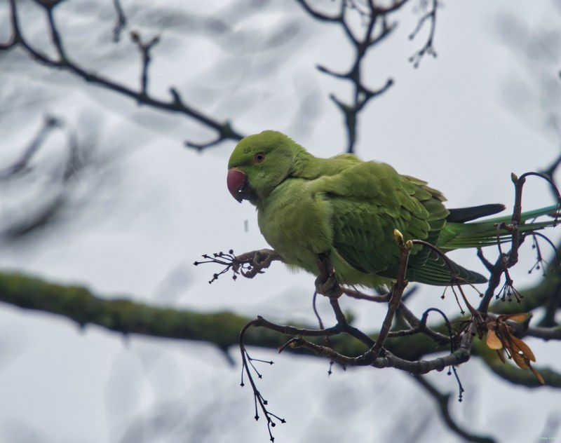 2026-01 - Parakeets In Fog - SA709756.editted