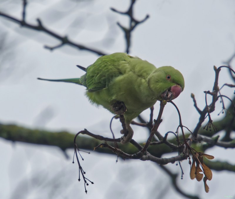 2026-01 - Parakeets In Fog - SA709759.editted