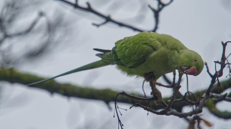 2026-01 - Parakeets In Fog - SA709760.editted