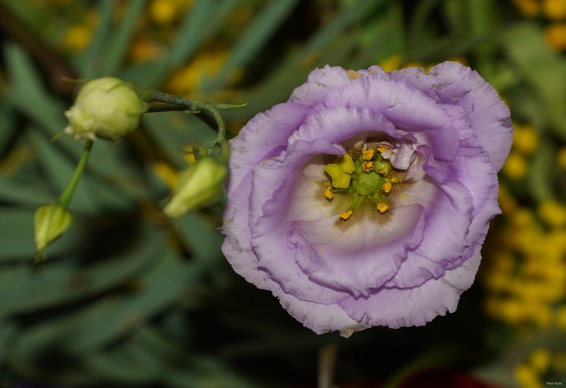 2026-02 - Still Life Workshop Den Haag - SA701952.cropped