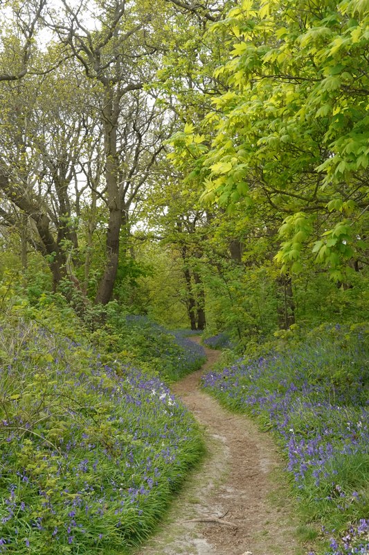 2026-04 - Ockenburgh Birds-bugs-n-bluebells - RX100460.ok