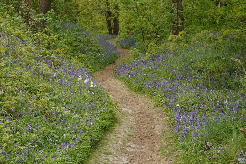 2026-04 - Ockenburgh Birds-bugs-n-bluebells - RX100461.ok