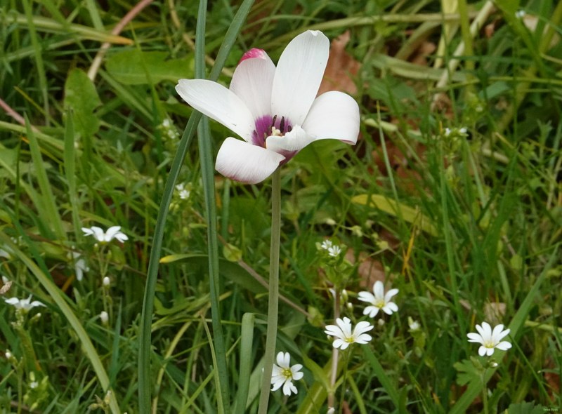 2026-04 - Ockenburgh Birds-bugs-n-bluebells - RX100483.cropped