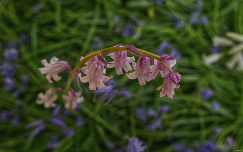 2026-04 - Ockenburgh Birds-bugs-n-bluebells - SA702093.editted