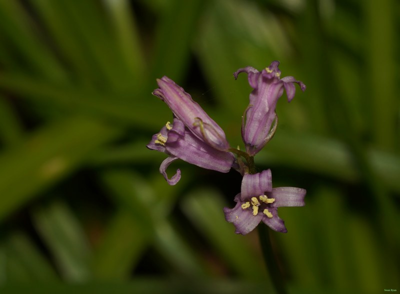 2026-04 - Ockenburgh Birds-bugs-n-bluebells - SA702104.cropped