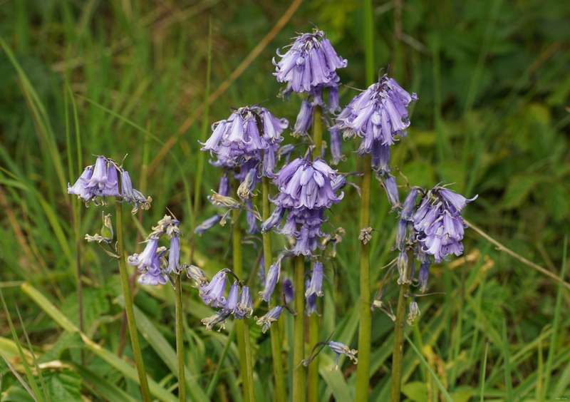 2026-04 - Ockenburgh Birds-bugs-n-bluebells - SA702156.ok.cropped