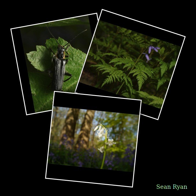 2026-04 - Ockenburgh Birds-bugs-n-bluebells - Every Day Photos