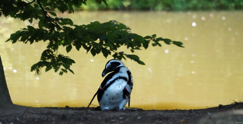 Beekse Bergen - African Penguins - SA708476.ok.editted