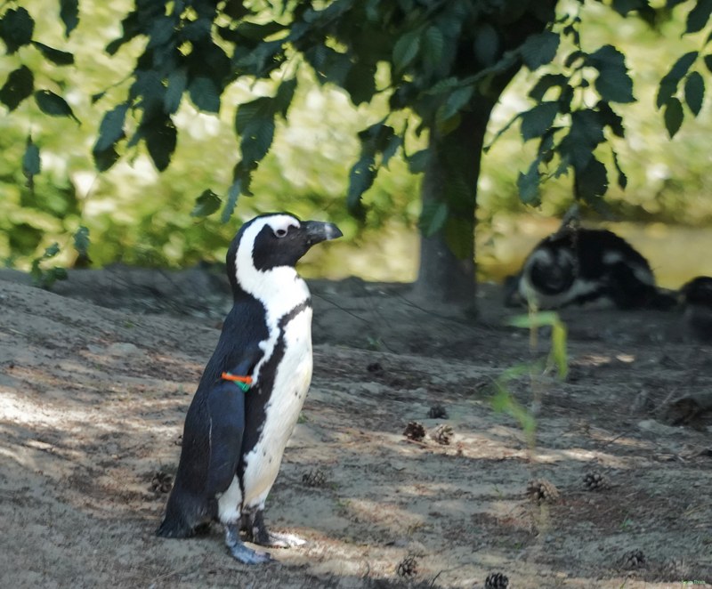 Beekse Bergen - African Penguins - SA708483.ok.editted