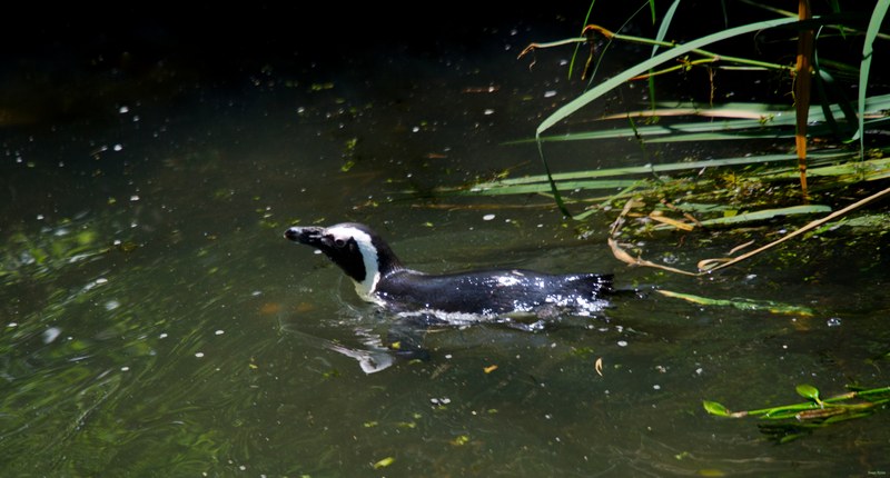 Beekse Bergen - African Penguins - SA708495.editted