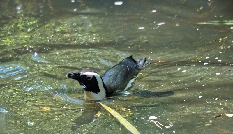 Beekse Bergen - African Penguins - SA708500.ok.editted