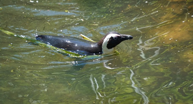 Beekse Bergen - African Penguins - SA708504.ok.editted.good