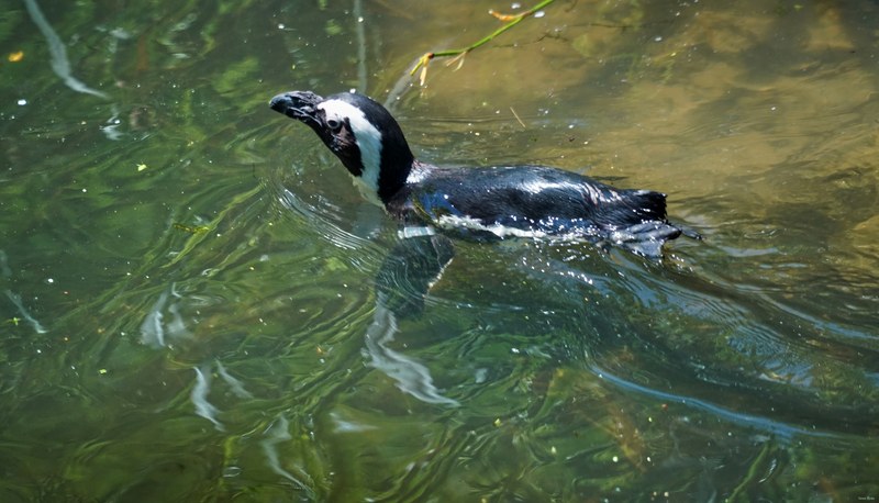 Beekse Bergen - African Penguins - SA708507.ok.better.editted
