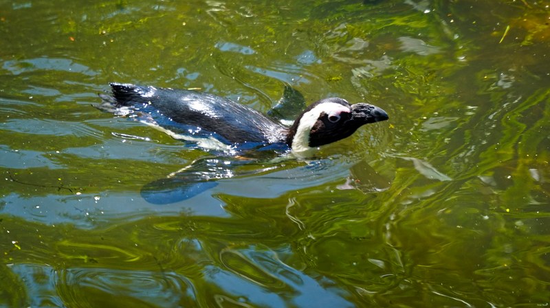 Beekse Bergen - African Penguins - SA708508.ok.editted