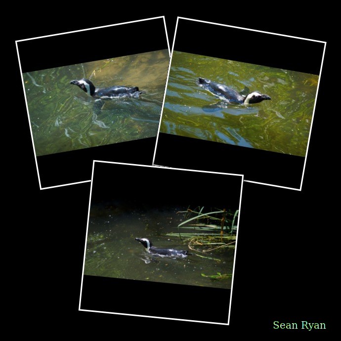 2026-06 - Beekse Bergen Safari - Every Day Photos