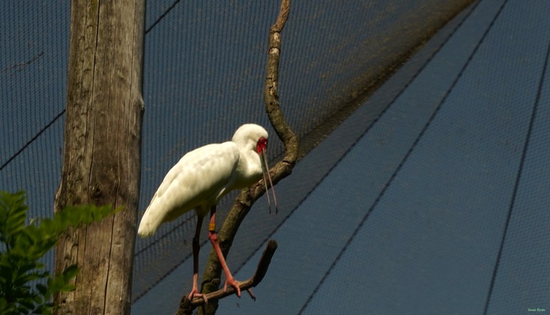 Beekse Bergen - African Spoonbills - SA708392.ok.better2.editted.croppped