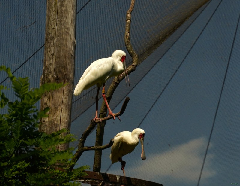 Beekse Bergen - African Spoonbills - SA708392.ok.better2.editted