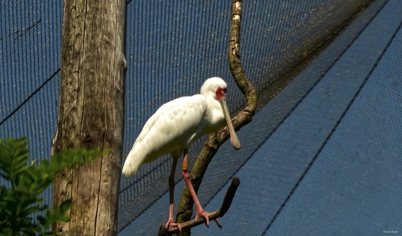 Beekse Bergen - African Spoonbills - SA708395.ok.better.editted