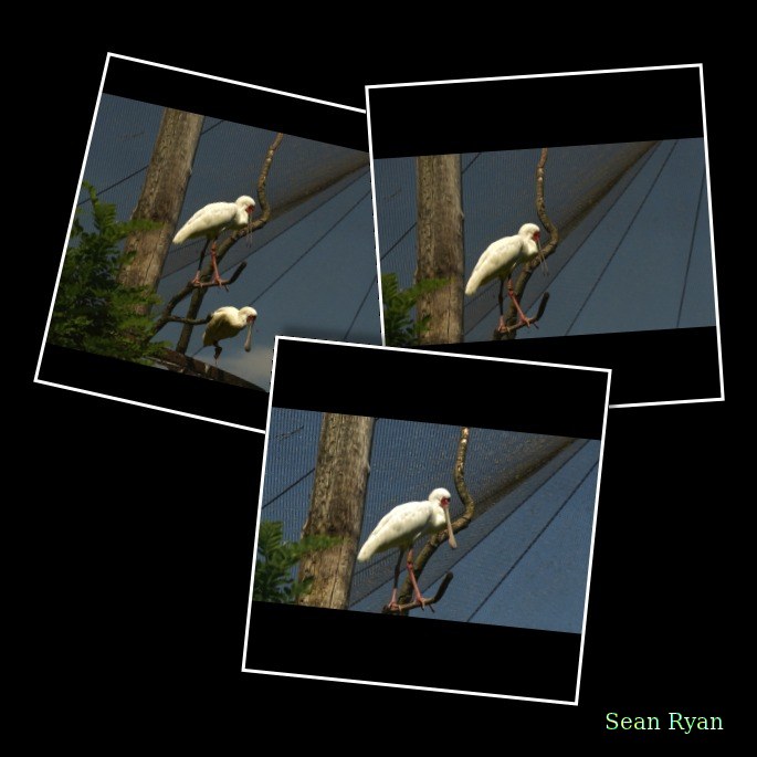 Beekse Bergen - African Spoonbills - Every Day Photos