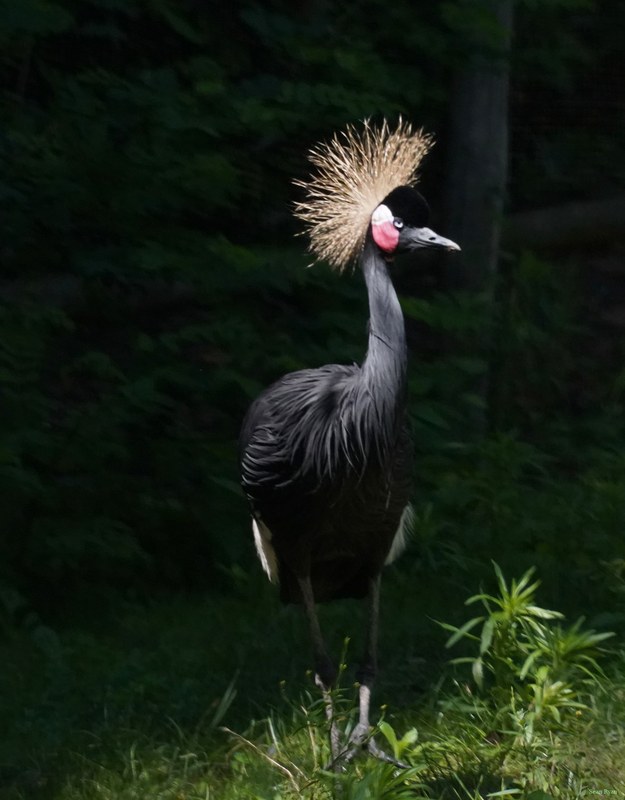 Beekse Bergen - Black Crowned Crane - SA708224.ok.editted