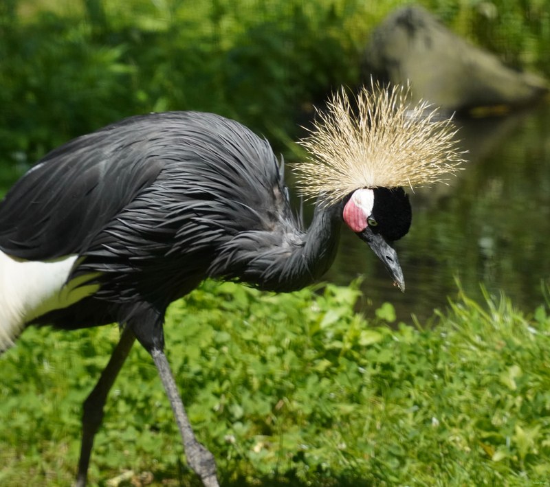 Beekse Bergen - Black Crowned Crane - SA708236.ok.editted