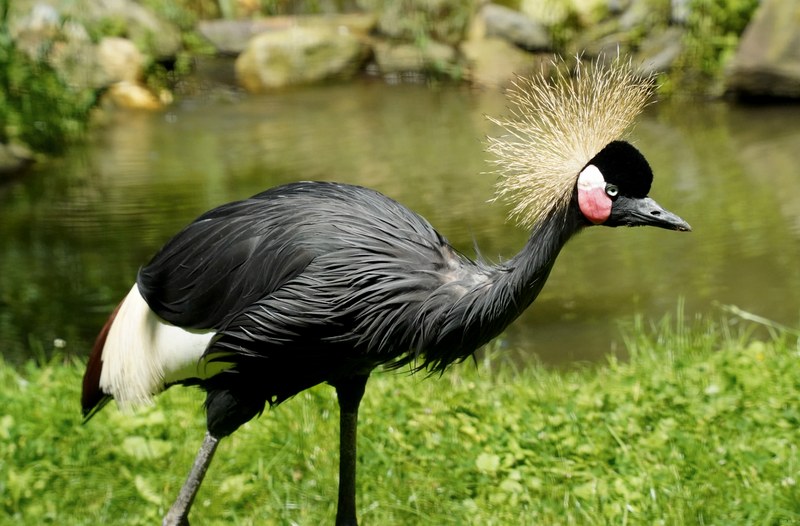Beekse Bergen - Black Crowned Crane - SA708237.good.editted