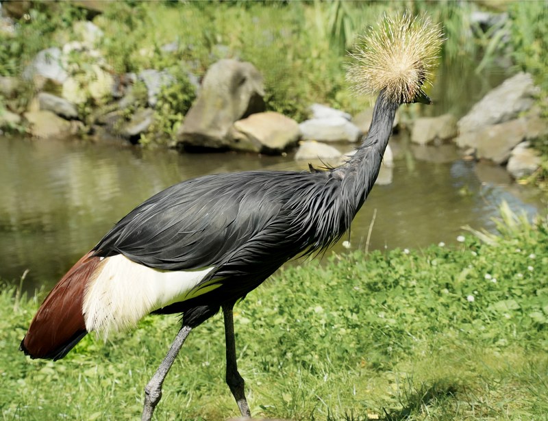 Beekse Bergen - Black Crowned Crane - SA708240.good.editted