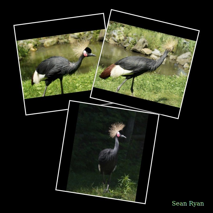 Beekse Bergen - Black Crowned Crane - Every Day Photos