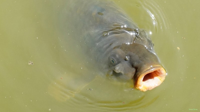 Beekse Bergen - Catfish - SA708124.ok.editted