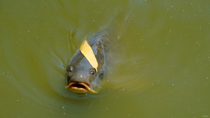 Beekse Bergen - Catfish - SA708530.ok.editted