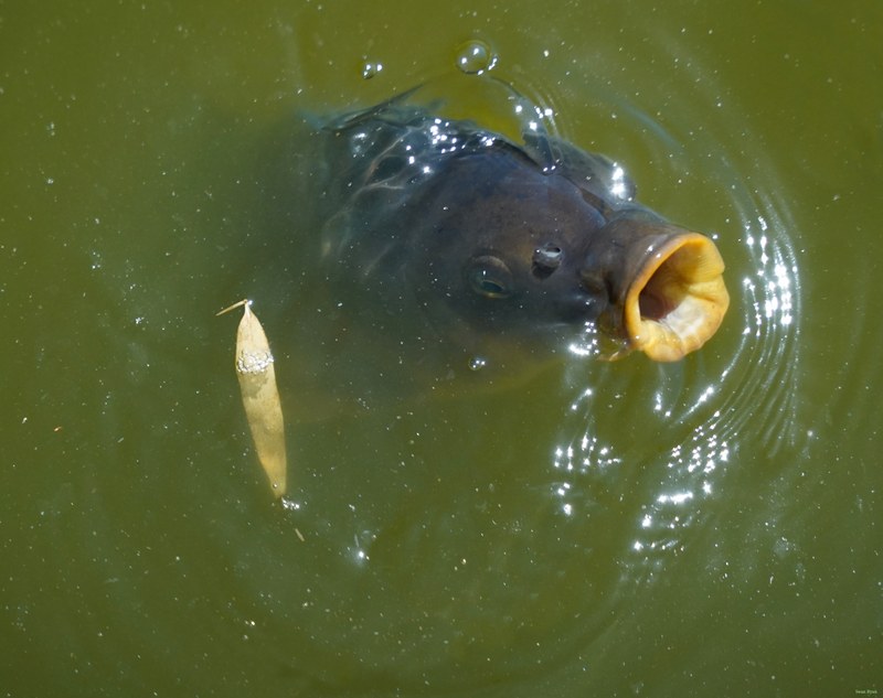 Beekse Bergen - Catfish - SA708537.ok.better.editted