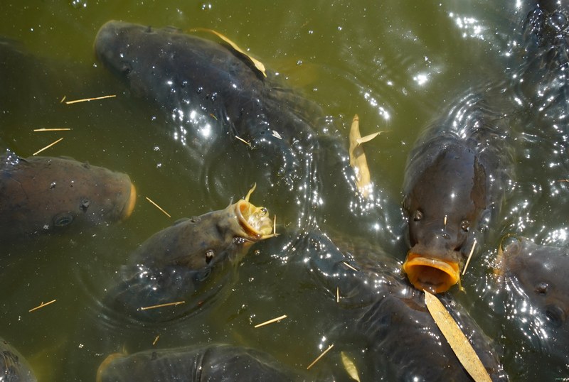 Beekse Bergen - Catfish - SA708547.ok.editted