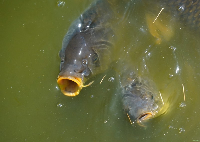 Beekse Bergen - Catfish - SA708552.ok.better.editted