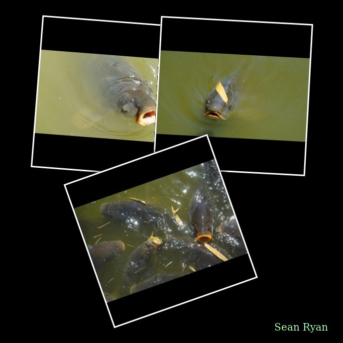 Beekse Bergen - Catfish - Every Day Photos