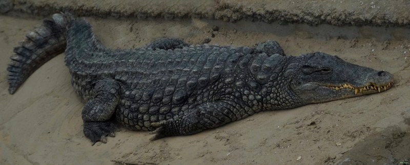 Beekse Bergen - Crocodiles - SA708360.ok.ediited