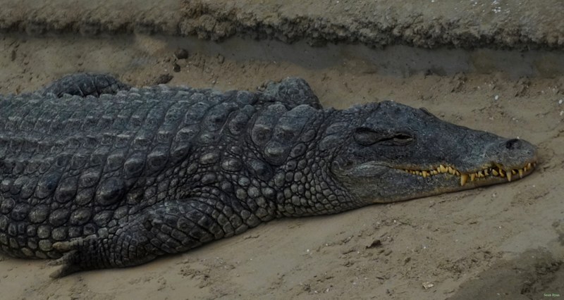 Beekse Bergen - Crocodiles - SA708360.ok.editted.cropped