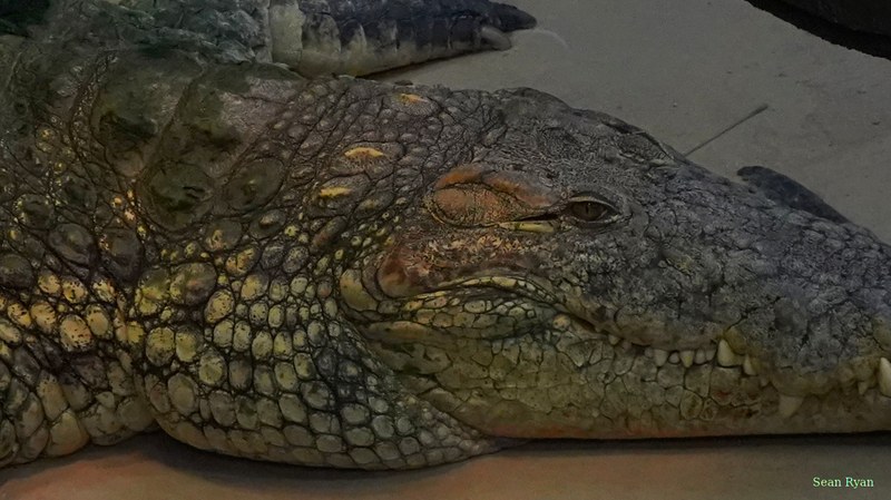 Beekse Bergen - Crocodiles - SA708365.ok.cropped.eye