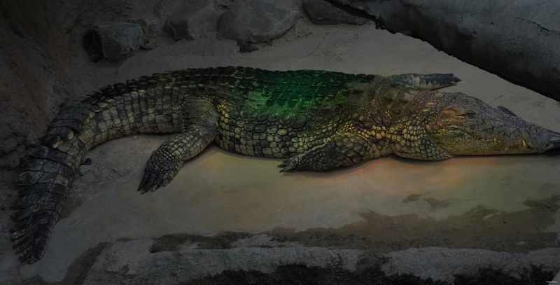 Beekse Bergen - Crocodiles - SA708365.ok.editted