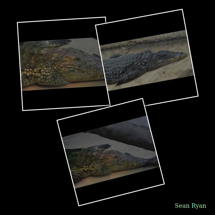 Beekse Bergen - Crocodiles - Every Day Photos
