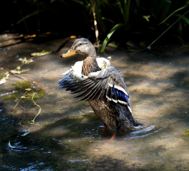 Beekse Bergen - Ducks - SA708514.nice.editted