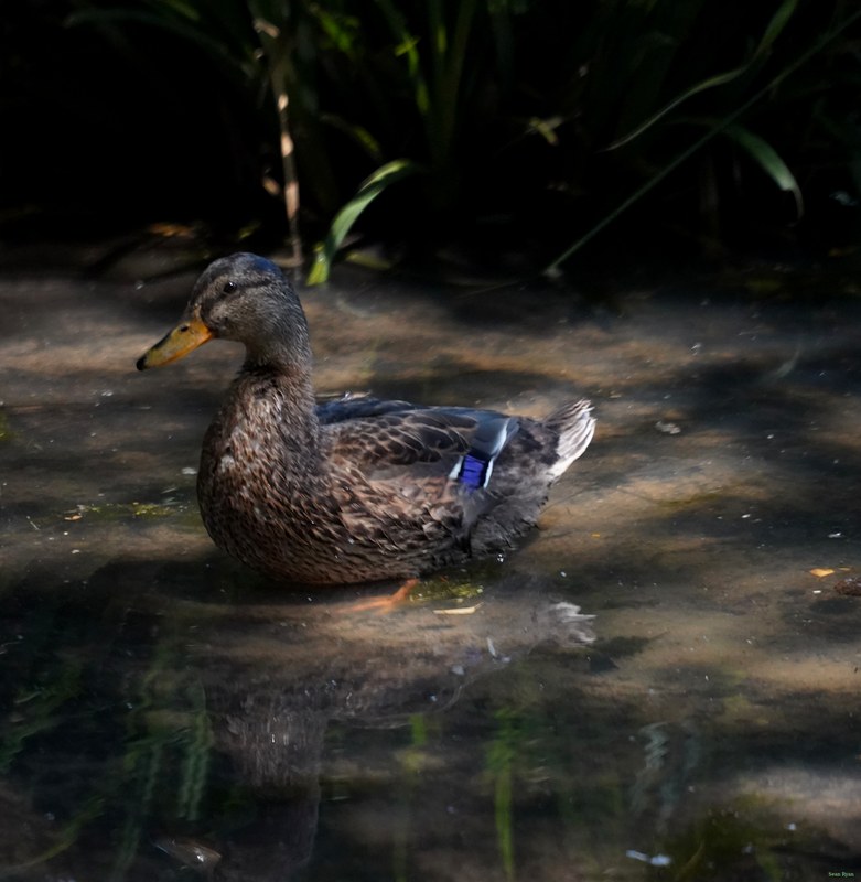 Beekse Bergen - Ducks - SA708524.good.editted.cop2