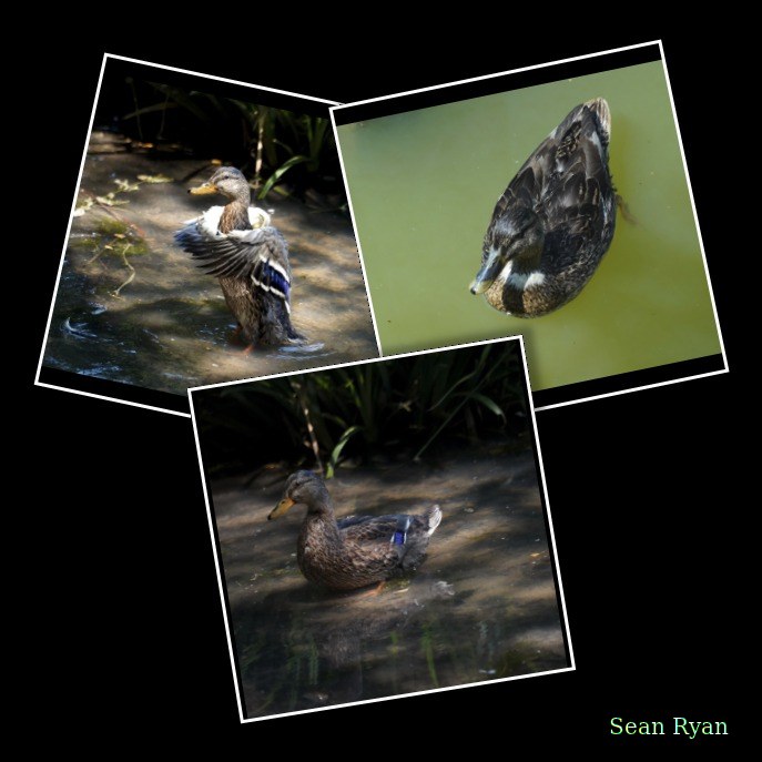 Beekse Bergen - Ducks - Every Day Photos