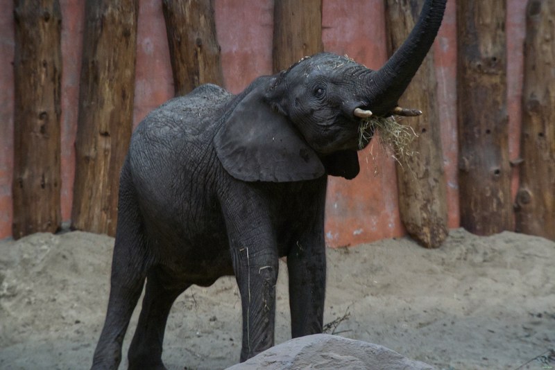 Beekse Bergen - Elephants - SA708696.editted
