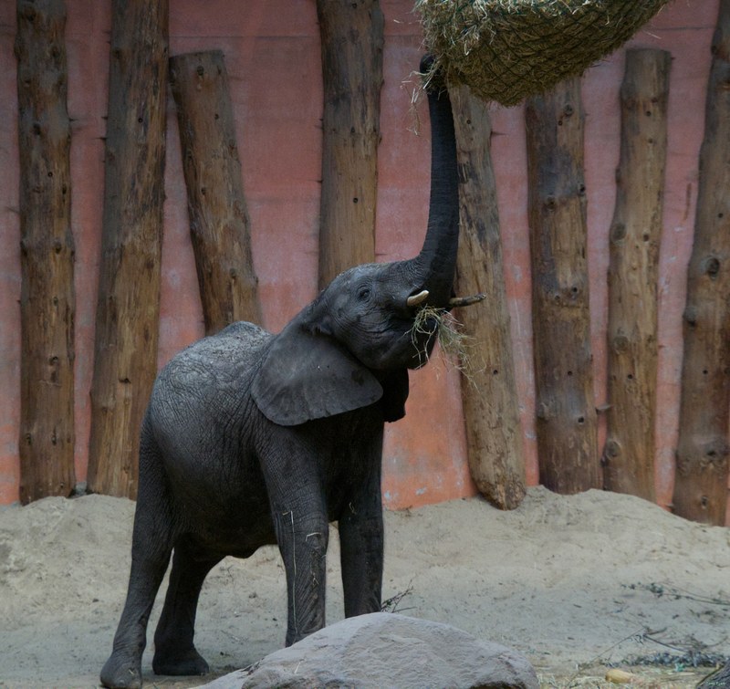 Beekse Bergen - Elephants - SA708698.editted