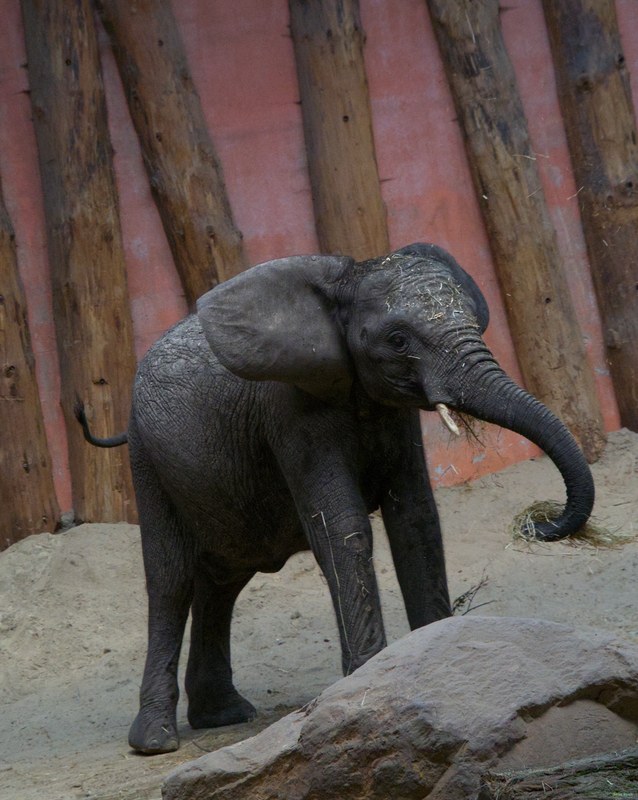 Beekse Bergen - Elephants - SA708699.editted