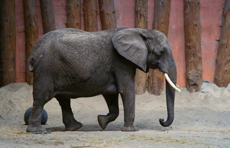 Beekse Bergen - Elephants - SA708717.editted